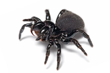 800px-Mouse_spider